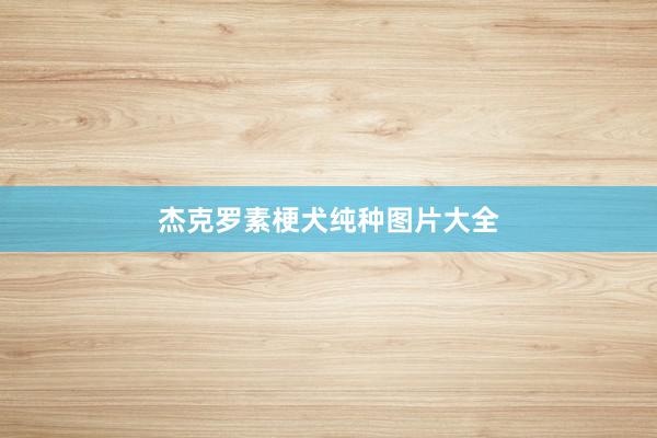 杰克罗素梗犬纯种图片大全